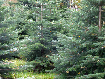 42-plus-grosse-groessen-damen-mode-oldenburg-uebergroessen-weihnachten-2 42-plus-grosse-groessen-damen-mode-oldenburg-uebergroessen-weihnachten-2